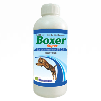 Boxer Super